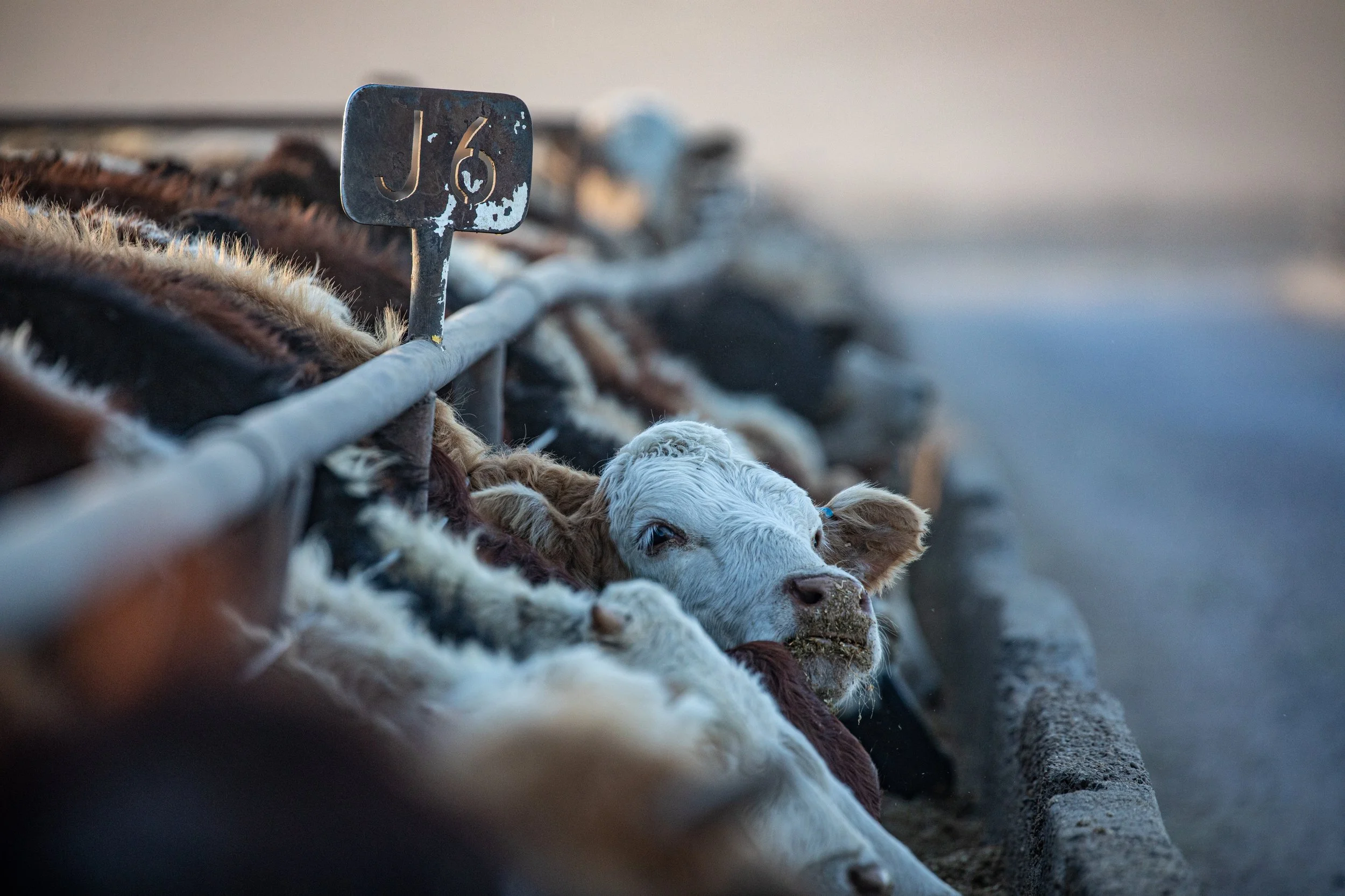 Cobalt Cattle brand