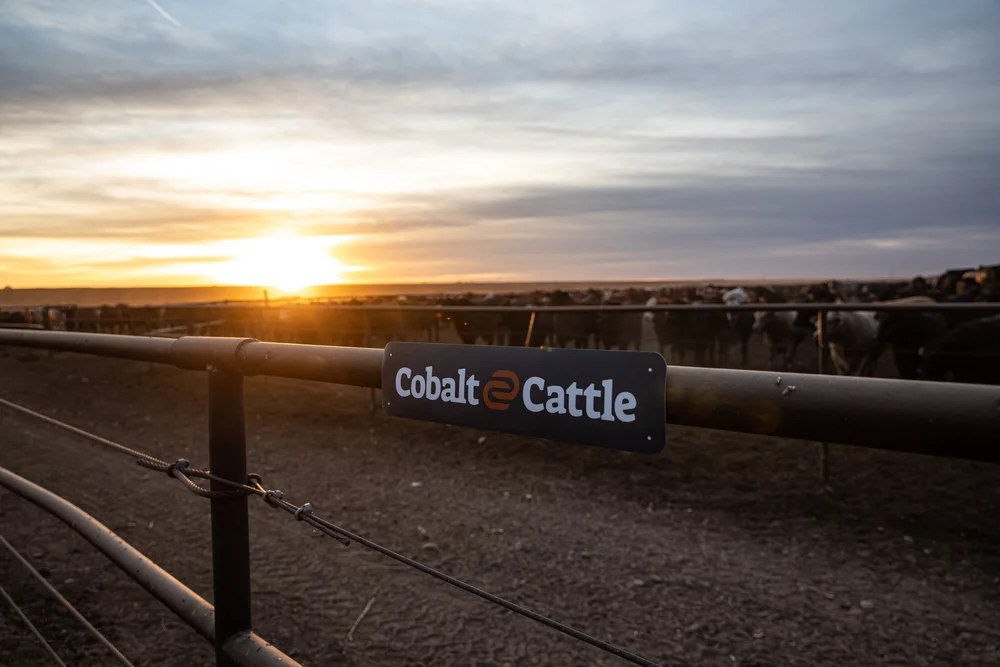 Cobalt Cattle